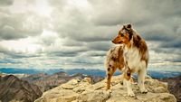 pic for Dog On Top Of Mountain 